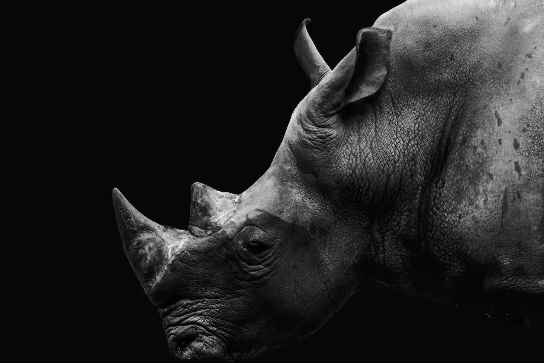 Black Rhino